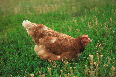 在绿色草坪上的棕色鸡肉吃草
