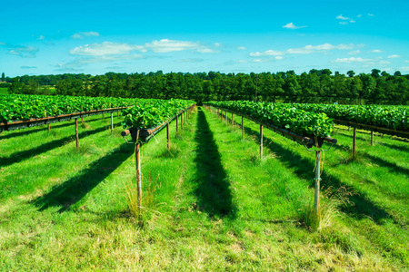 水果行草莓生长在一个水果农场上的行照片