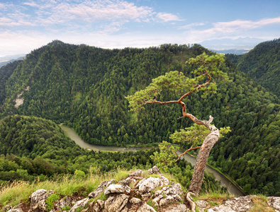 矮松树上 Sokolica 峰，Pieniny，波兰