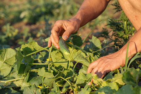 年轻的农夫在生态农场采摘有机黄瓜