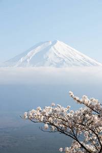 用樱花盛开的作为前景色为背景的日本富士山