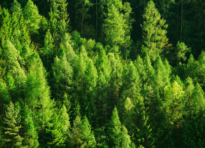 绿色森林树木纹理背景