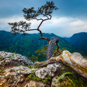 Sokolica 峰值在 Pieniny 山与顶部，波兰的著名松