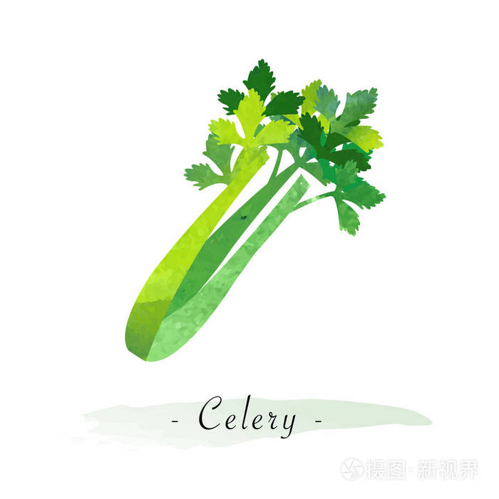多彩的水彩纹理矢量健康蔬菜芹菜插画-正版商用图片0u7c2j-摄图新视界