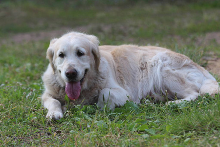 金毛猎犬躺在草地上