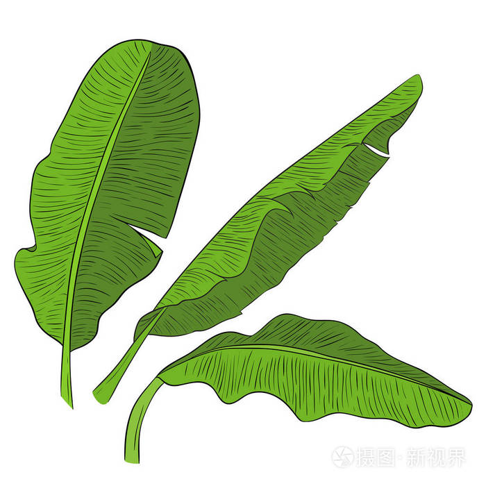 香蕉叶矢量