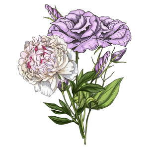 孤立在白色背景上的洋桔梗和牡丹的手绘花束。植物矢量图