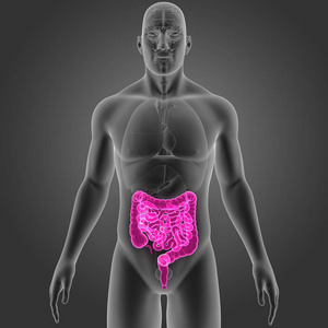 肠癌与器官前视图