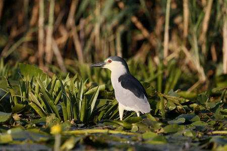 黑冠夜鹭 nycticorax nycticorax