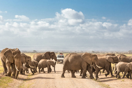 群大穿越污垢 roadi 在肯尼亚安博塞利国家公园的野生大象