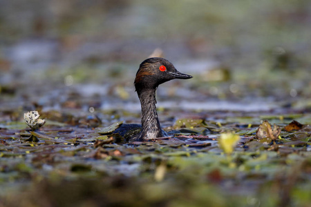 黑颈鹤鷉，podiceps nigricollis