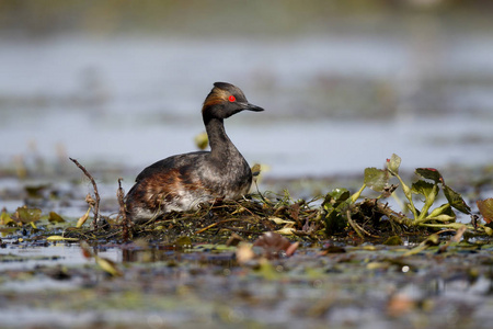 黑颈鹤鷉，podiceps nigricollis