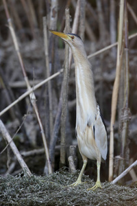 小卤水，小 minutus