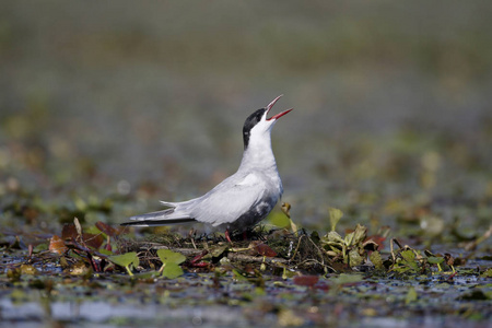 胡子与眼镜燕鸥，chlidonias 叶菊