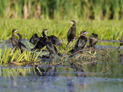 俾格米人的鸬鹚，Phalacrocorax pygmeus