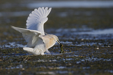 ardeola ralloides squacco 苍鹭