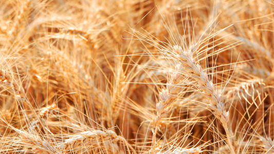 成熟的小麦，在晴朗的一天中的字段。小麦的耳朵