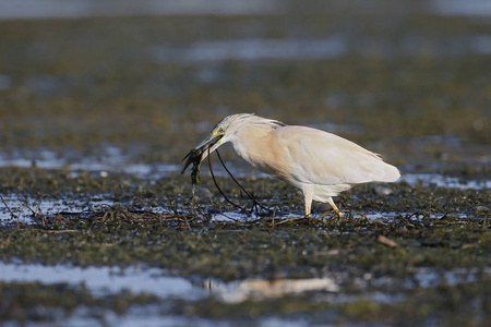 ardeola ralloides squacco 苍鹭