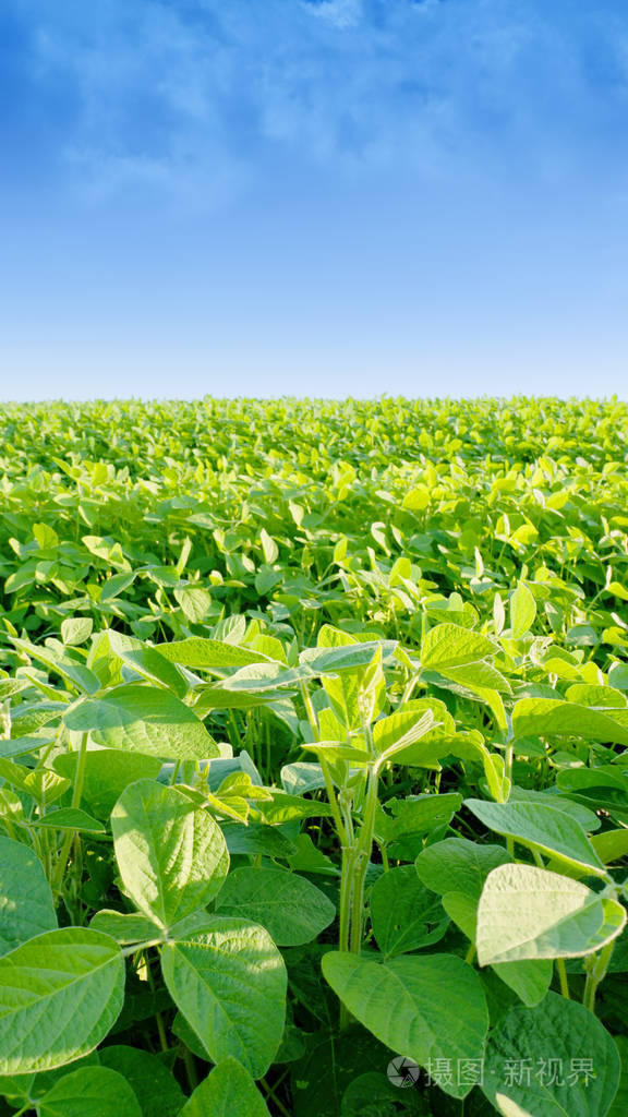大豆田上阳光灿烂的日子.大豆, moloda 大豆,大豆豆芽, 大豆花的叶子