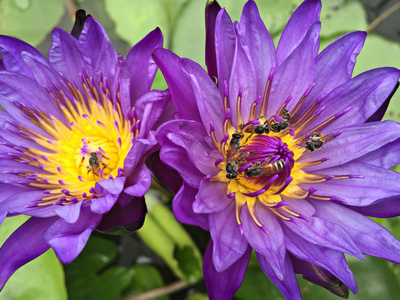 紫莲花或紫色睡莲与蜂花粉