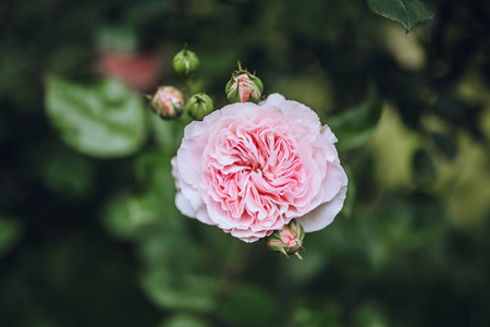 美丽的粉红色花