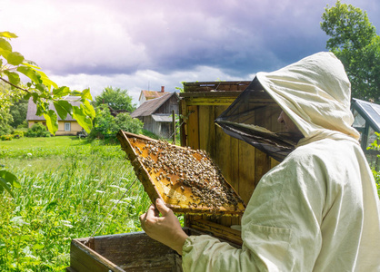 养蜂人与蜜蜂在蜂巢，显示帧与合作