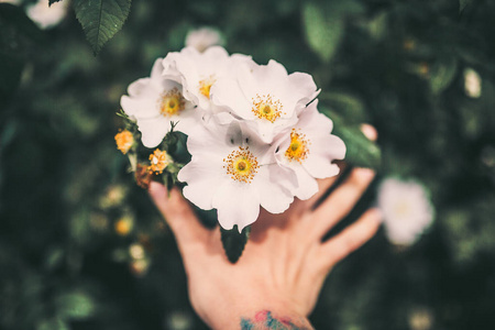 白色的花，用女性的手