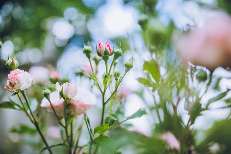 室外的粉红色花