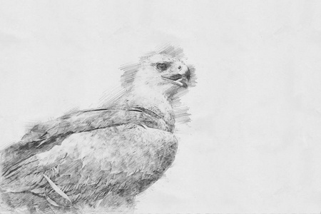 鹰。用铅笔素描