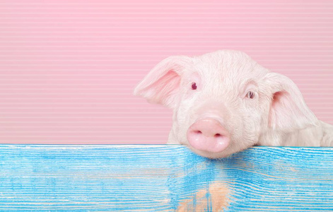 emoji 表情猪表情符号人物卡通猪惊讶于大眼睛贴纸表情猪打招呼酷的