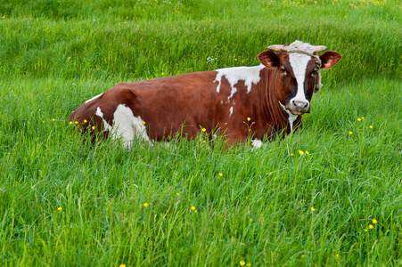 发现在绿色草地上休息的牛