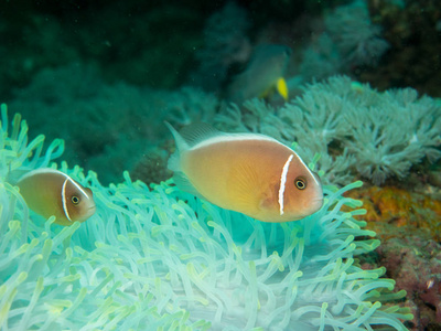 海葵鱼在海下