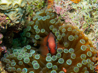 海葵鱼在海下