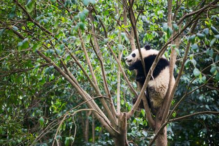 大熊猫在树上睡觉