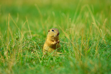 地松鼠举行一些玉米在前腿和喂养。独自一人坐在草丛中的小动物