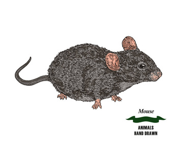 手工绘制的小鼠或大鼠动物。在白色背景的彩色的素描。矢量插图复古