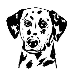 黑色的斑点狗图片