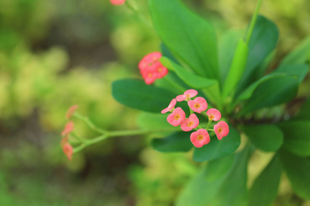 热带奇花异草