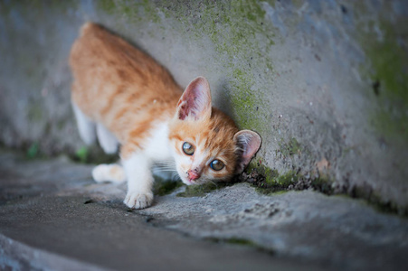 姜小猫躺在路上，看着相机