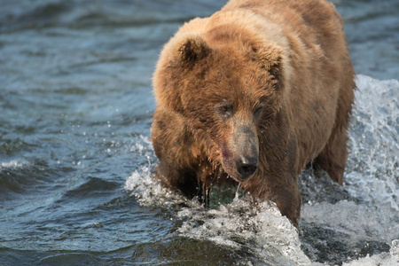 阿拉斯加棕熊捕捞鲑鱼