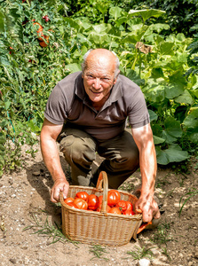 老人用有机西红柿在篮子里