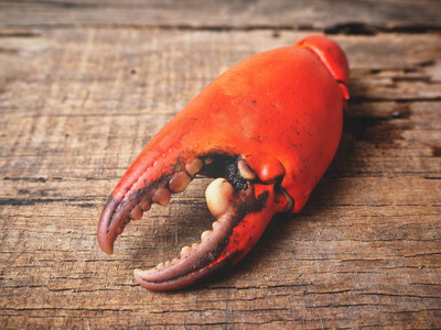 蟹关闭螃蟹爪的背景, 关闭照片