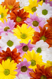 五颜六色的菊花背景图像