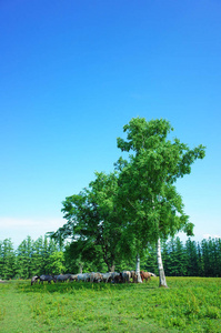 在夏季北海道马