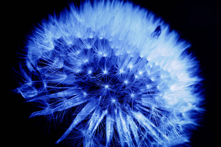 在蓝色的蒲公英照片