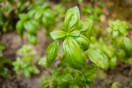 罗勒属植物栽培图片