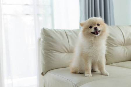 博美犬狗可爱宠物幸福的微笑在家里