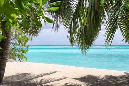 沙滩的热带棕榈树