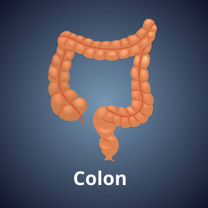 灰色的结肠图片