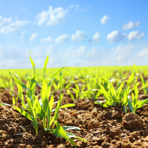 土壤产品年轻的小麦幼苗生长的土壤中照片